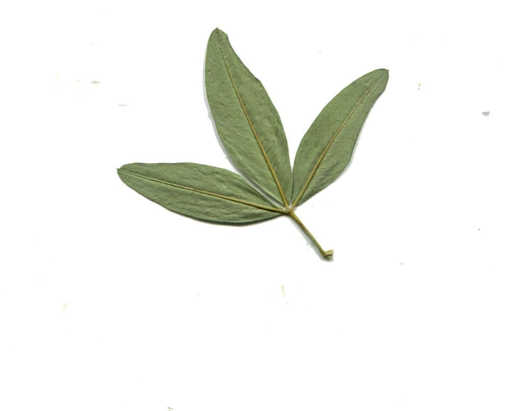 Anagyris fetida 29