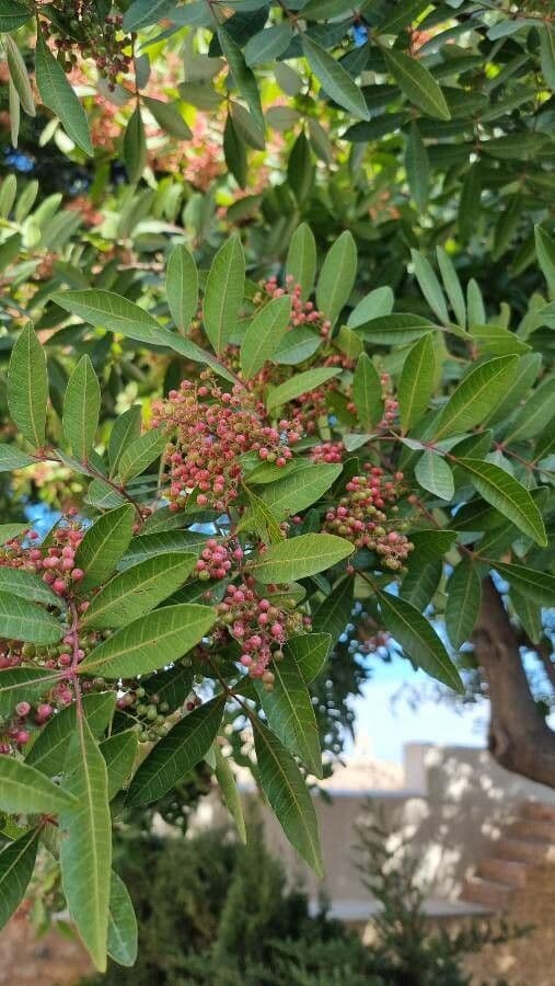 Brazilian peppertree 7