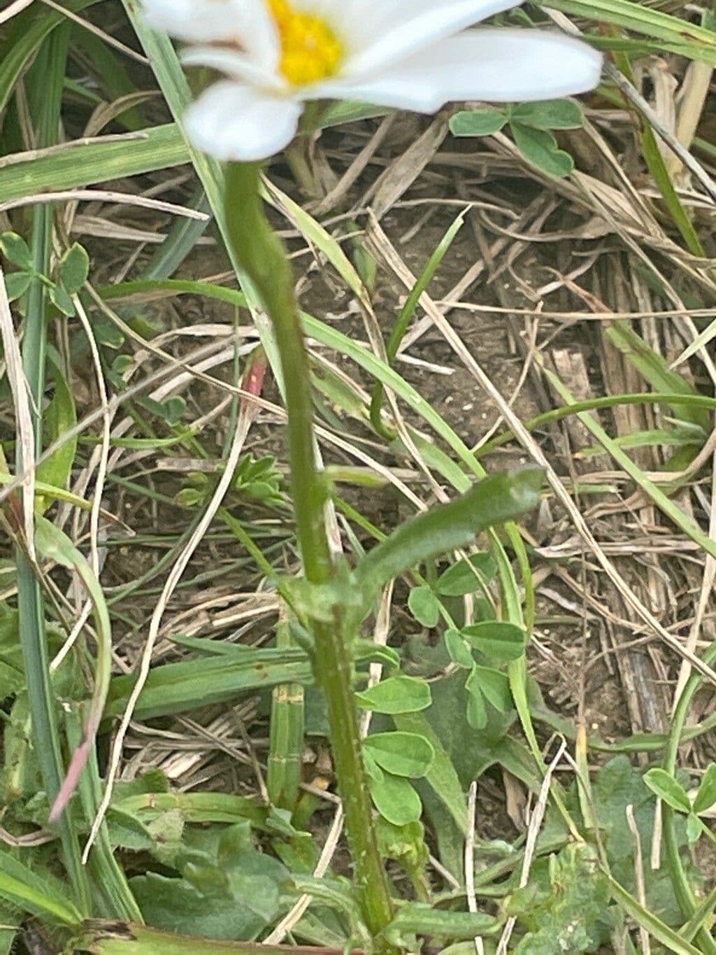 Camomilla 13