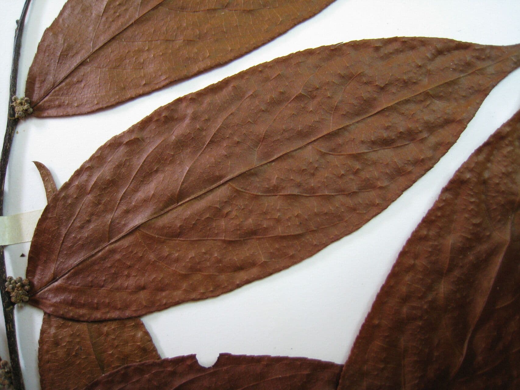 Casearia 3