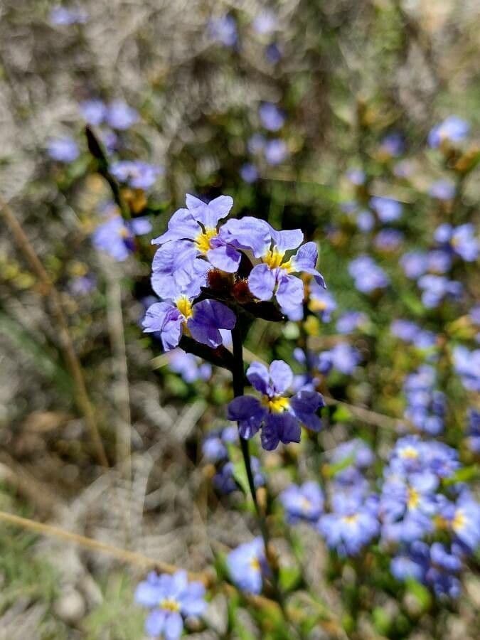 Dampiera stricta 2