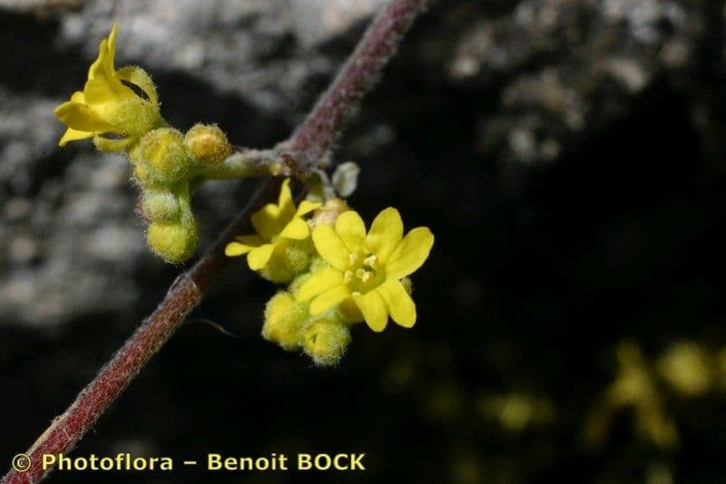 Aurinia petraea 13