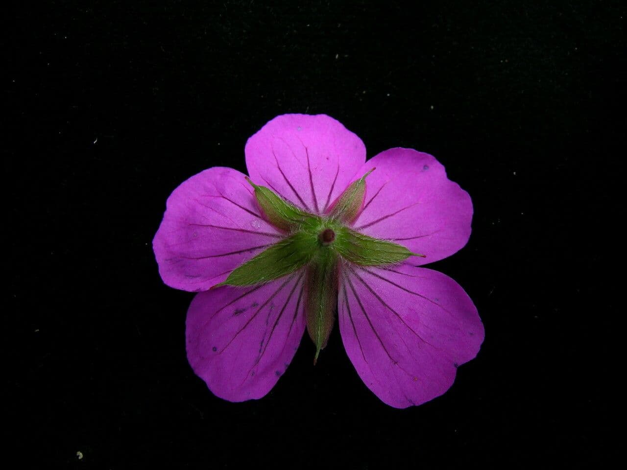 Geránium 2