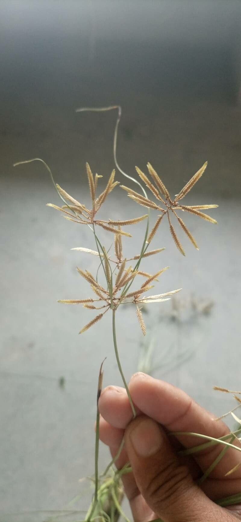 Zigolo articolato 3