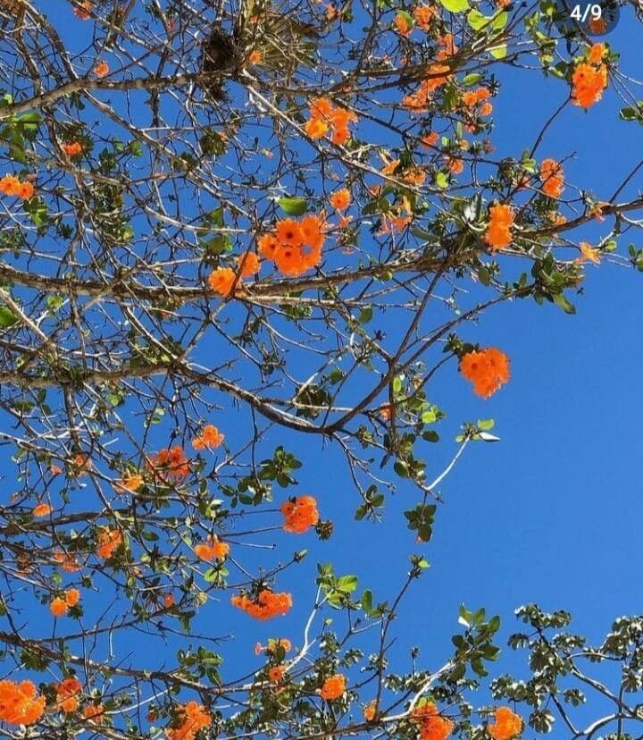 Cordia dodecandra 3