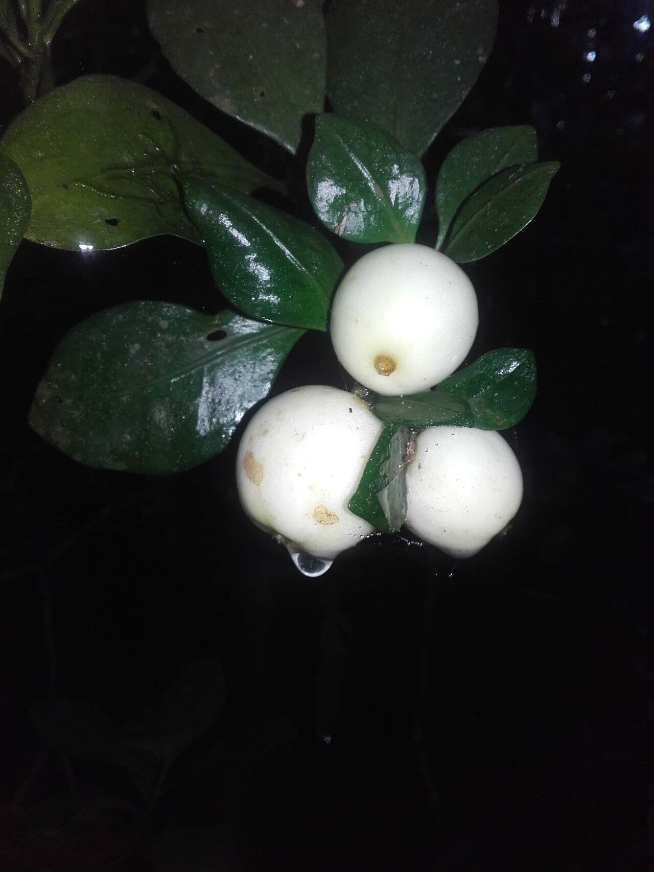 Psychotria 2