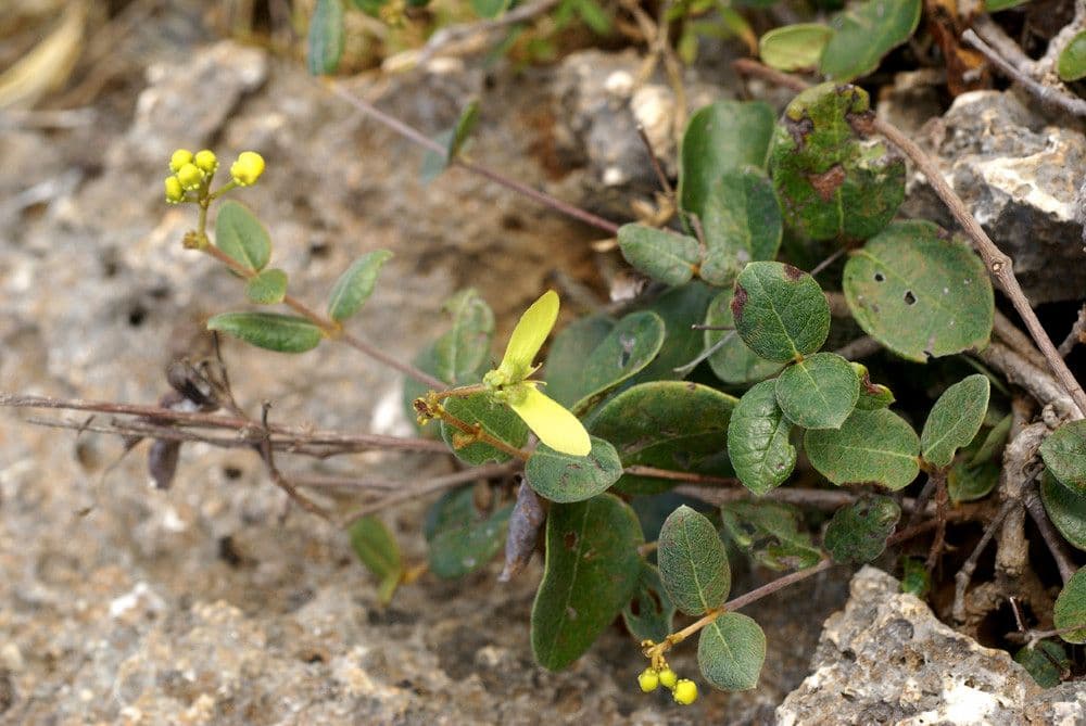Stigmaphyllon 10