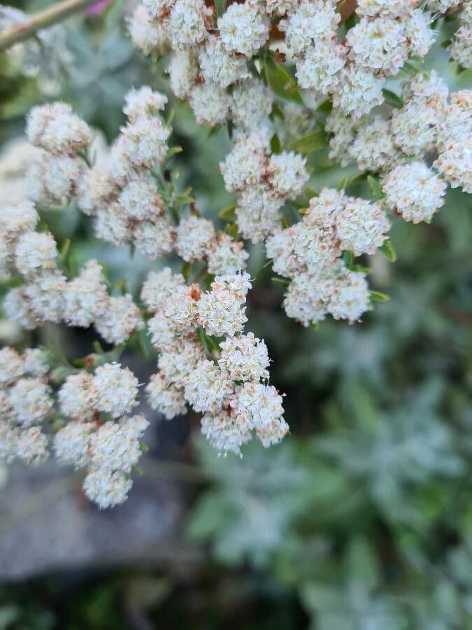 Eriogonum 3