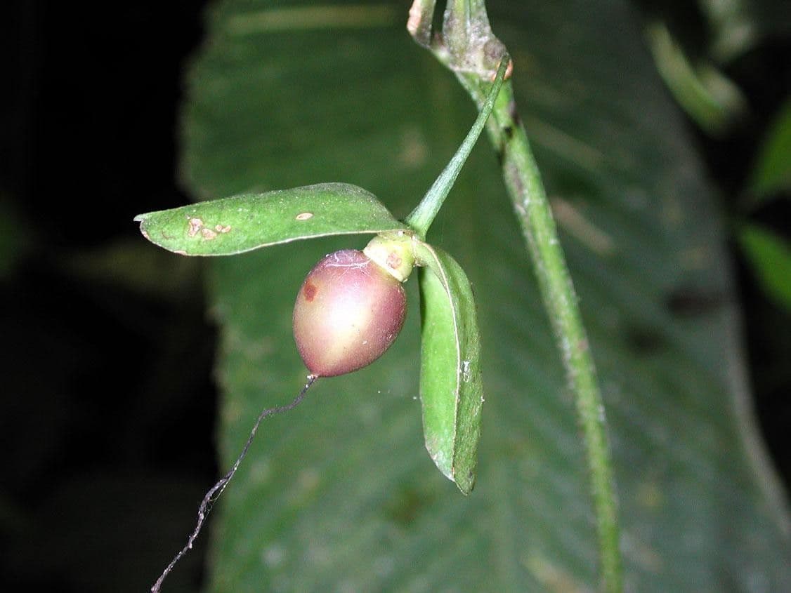 Mendoncia