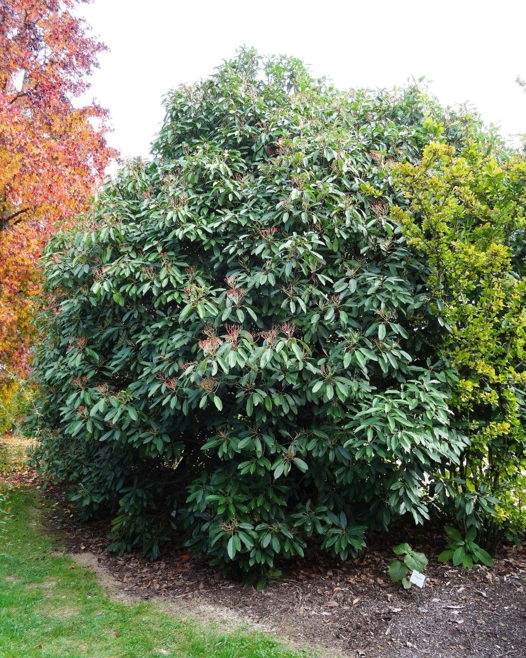 Photinia 14