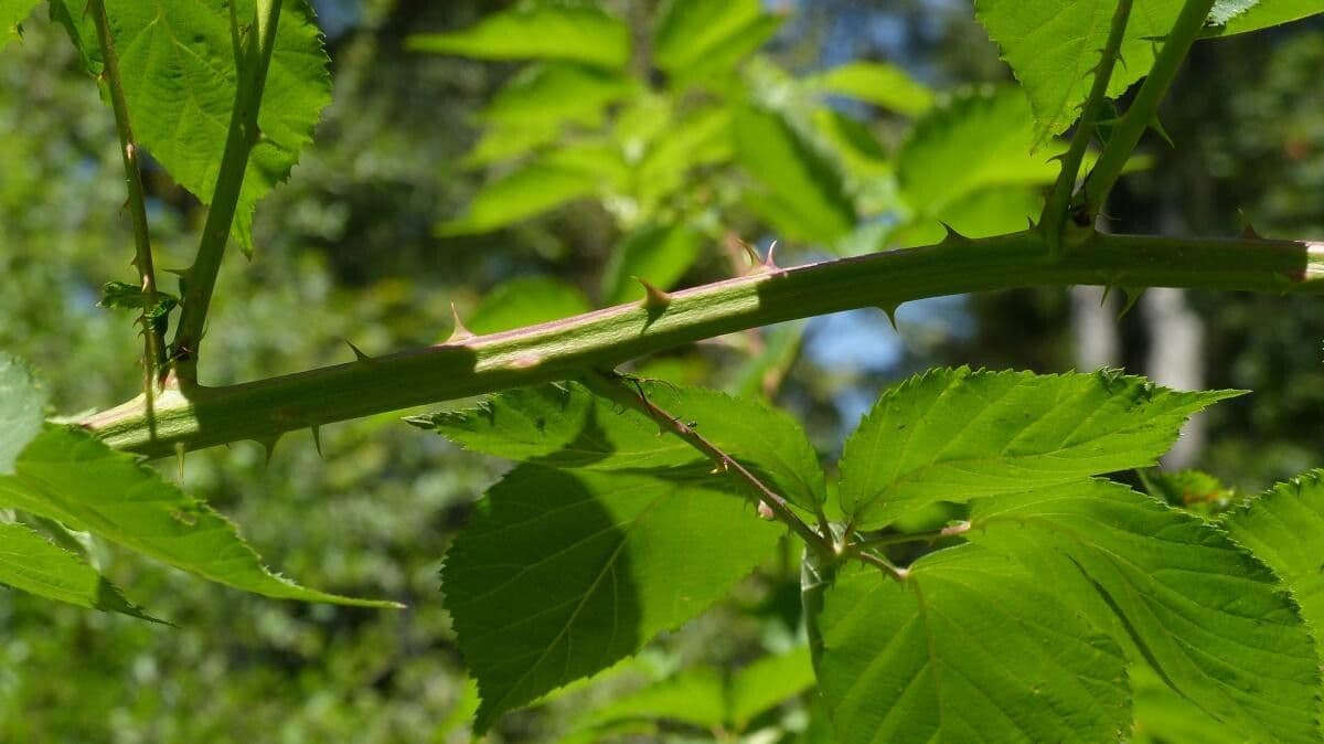 Gefurchte Brombeere 7