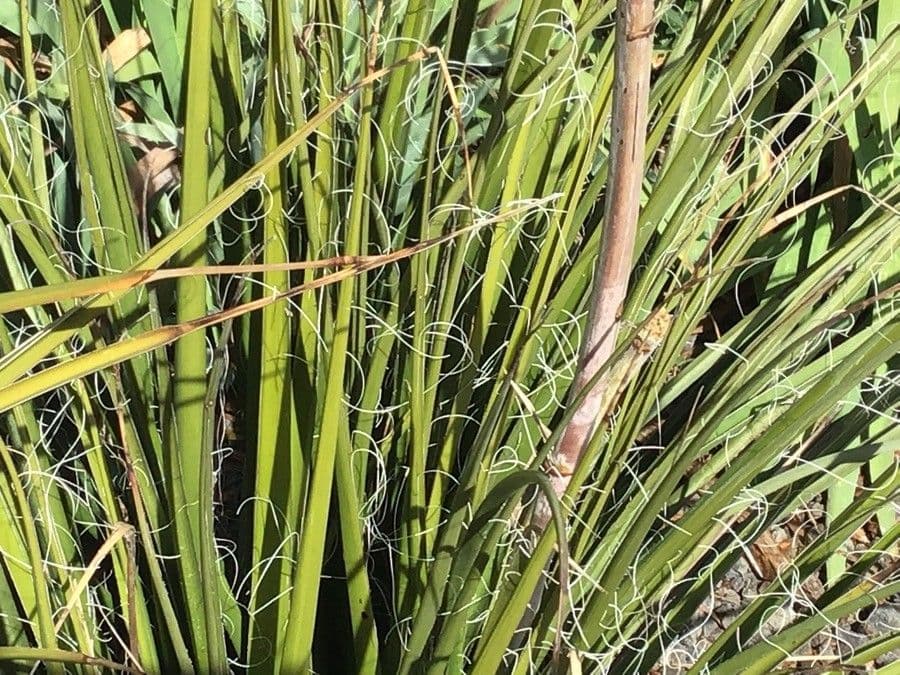 Hesperaloe 12