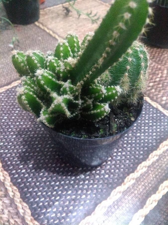 Cactus 17