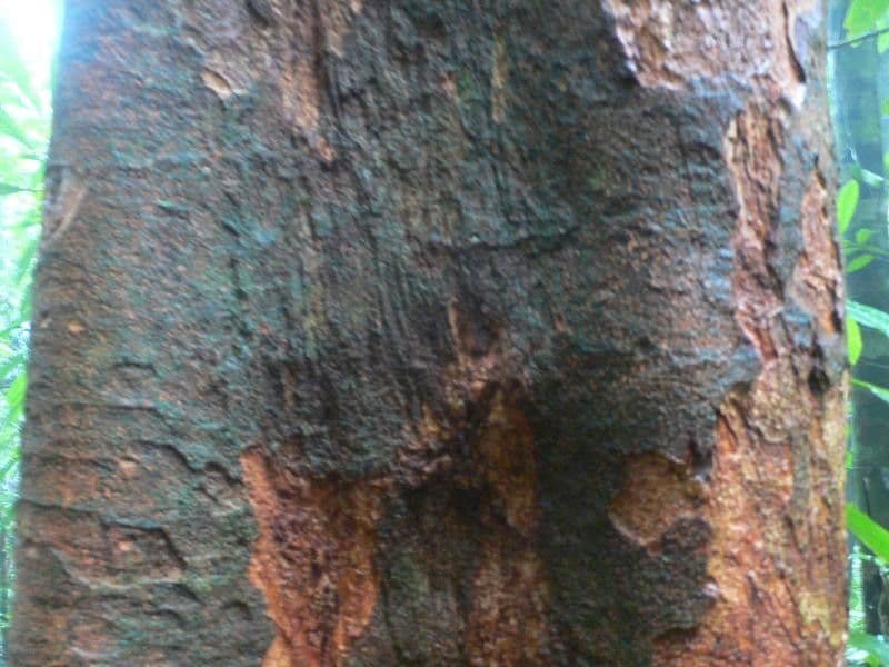 Inga 18