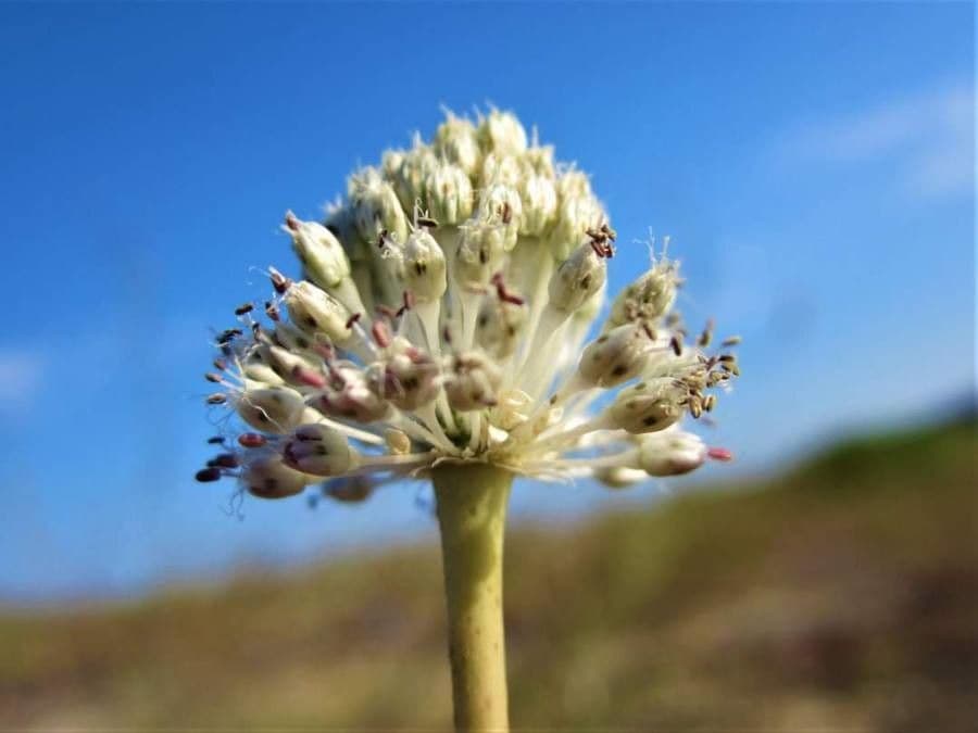 Aglio maculato