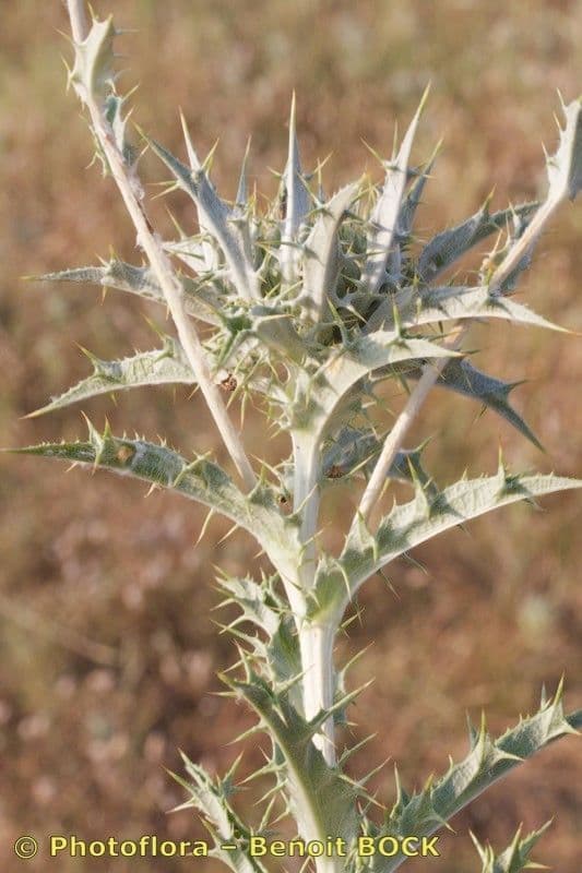 Carlina lanata 24