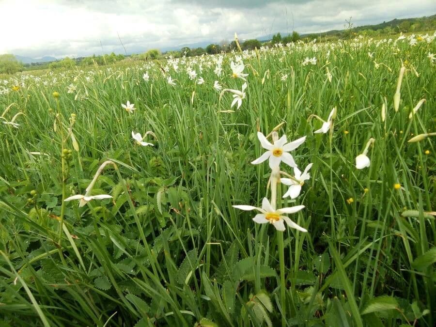 Narciso