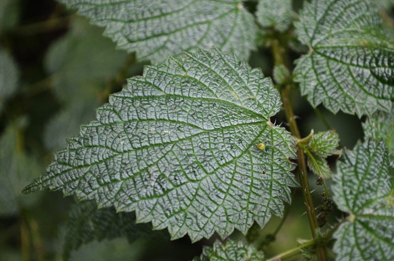 Ortica morifolia 14