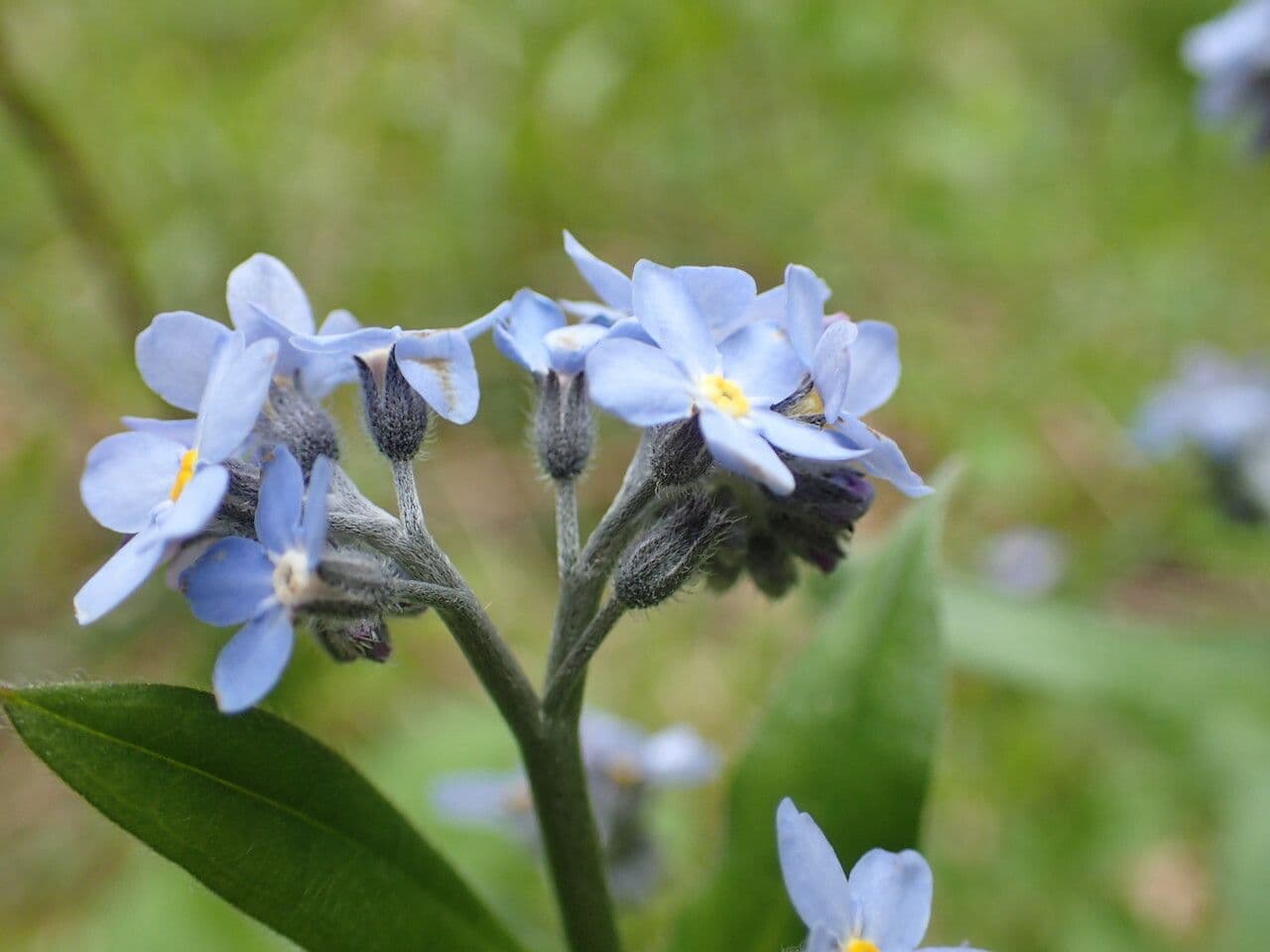 Myosotis décombant 3