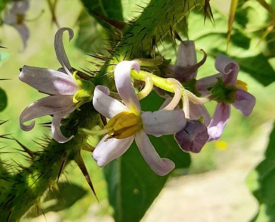 Psian palinacanthum 6