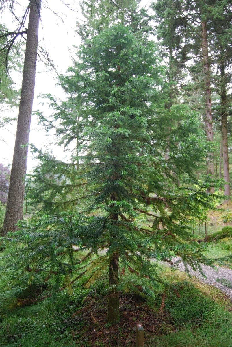 Rododendron 11