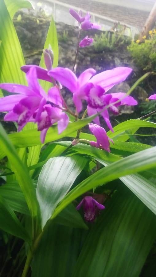 Bletilla striata 3