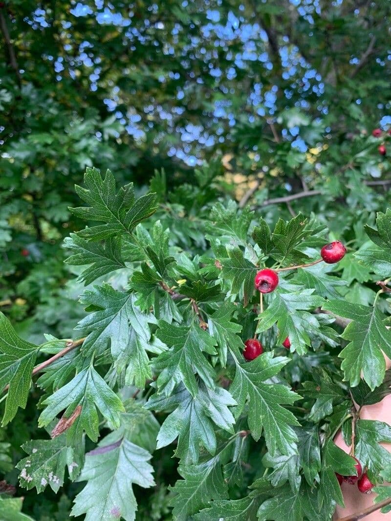 Azzarola 19