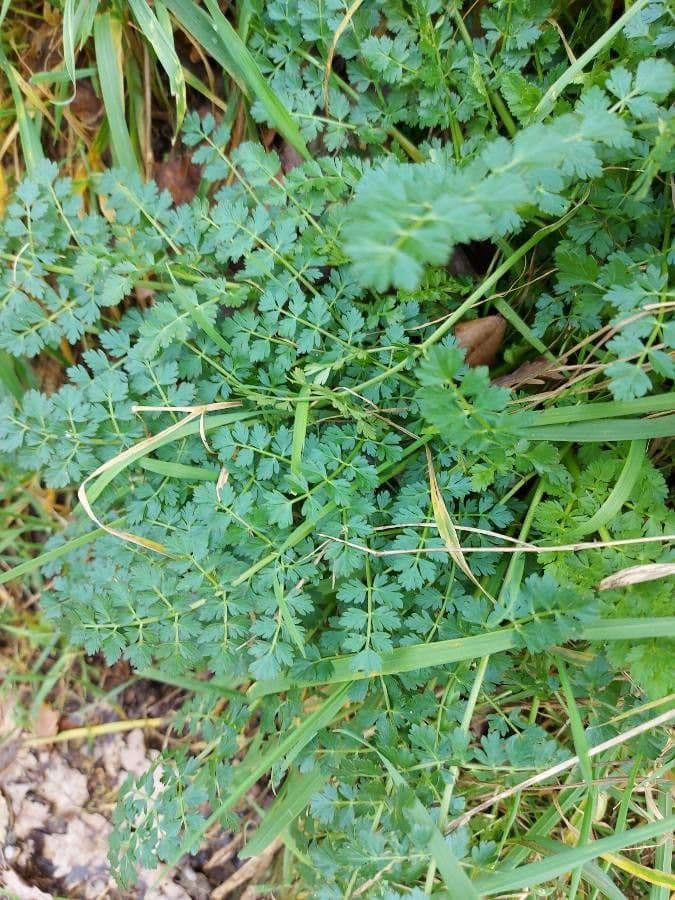 Oenanthe pimpinelloides 20