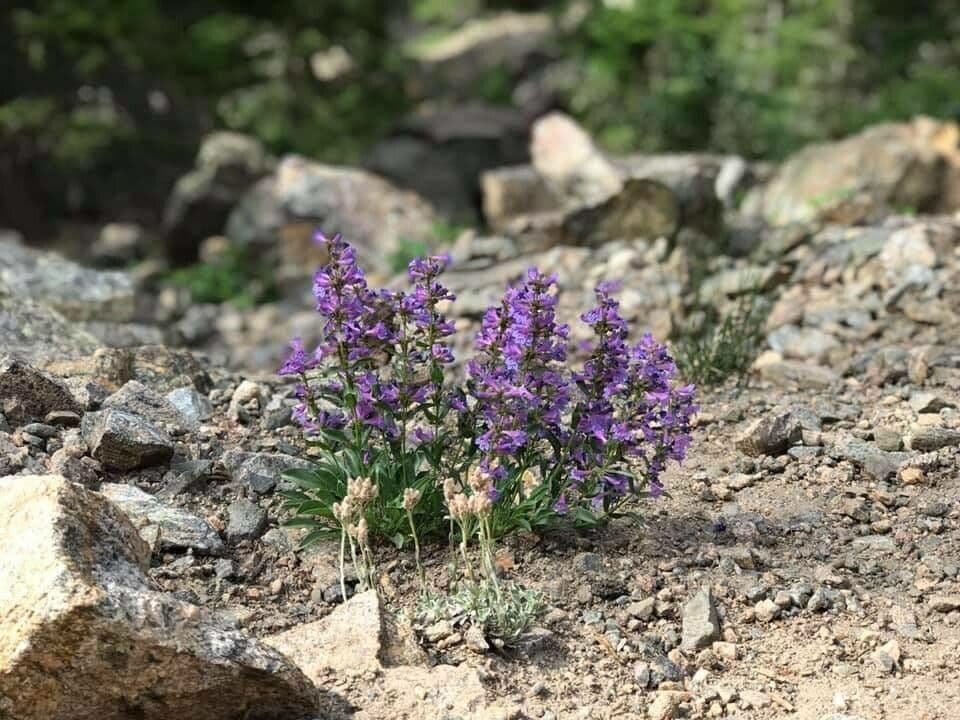 Schmalblättrige Bartblume