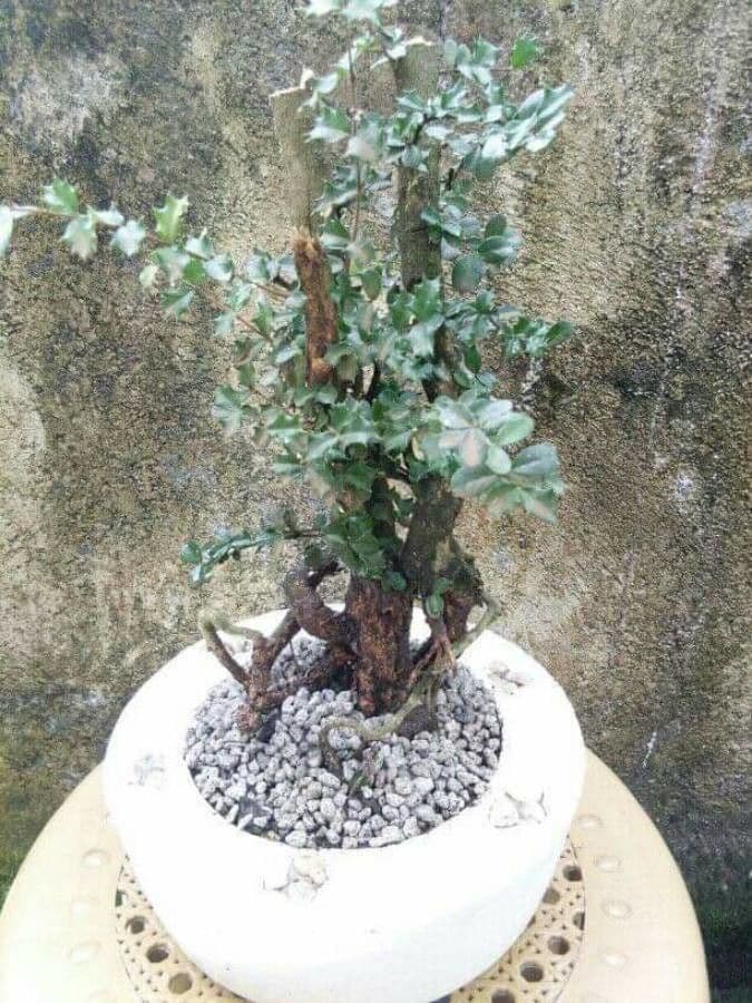 Berberis de Darwin 20