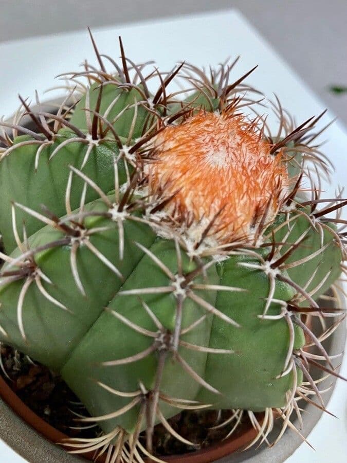 Melocactus nain 26