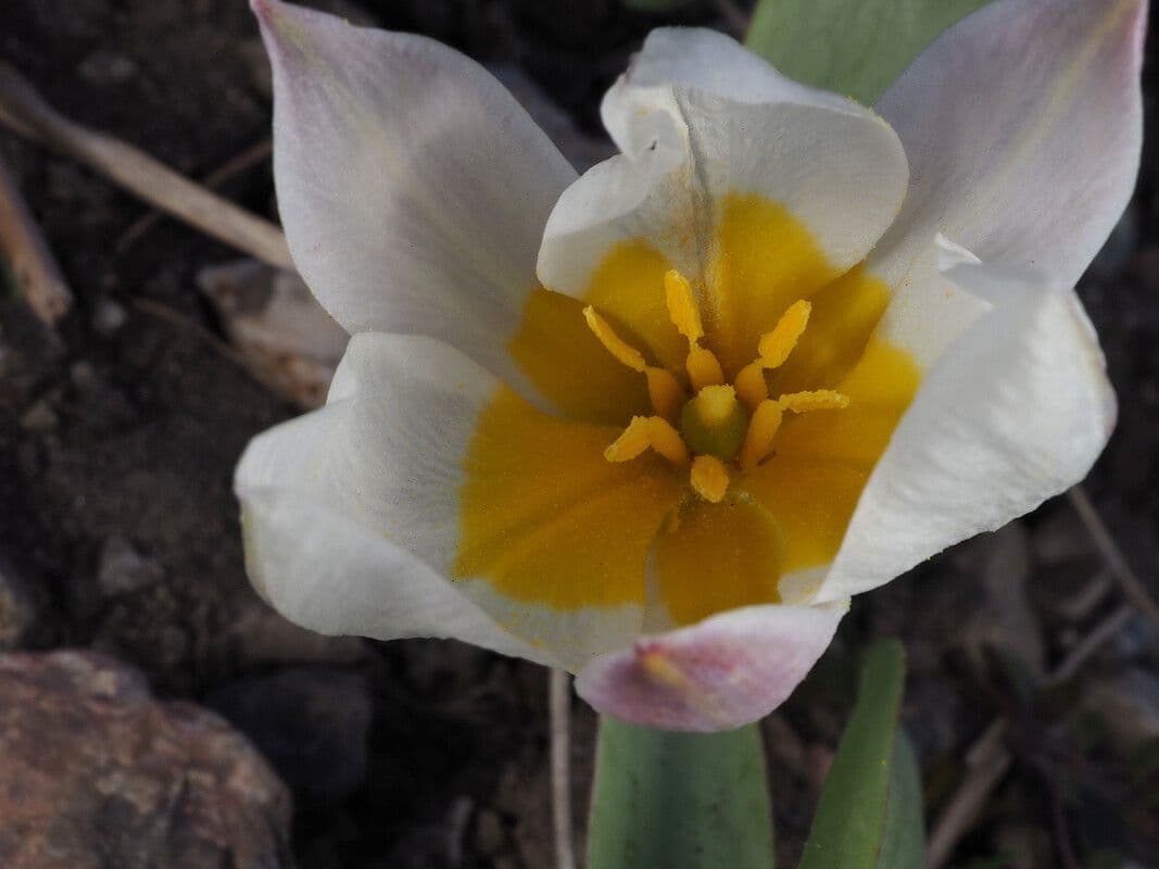 Tulipano bifloro 2