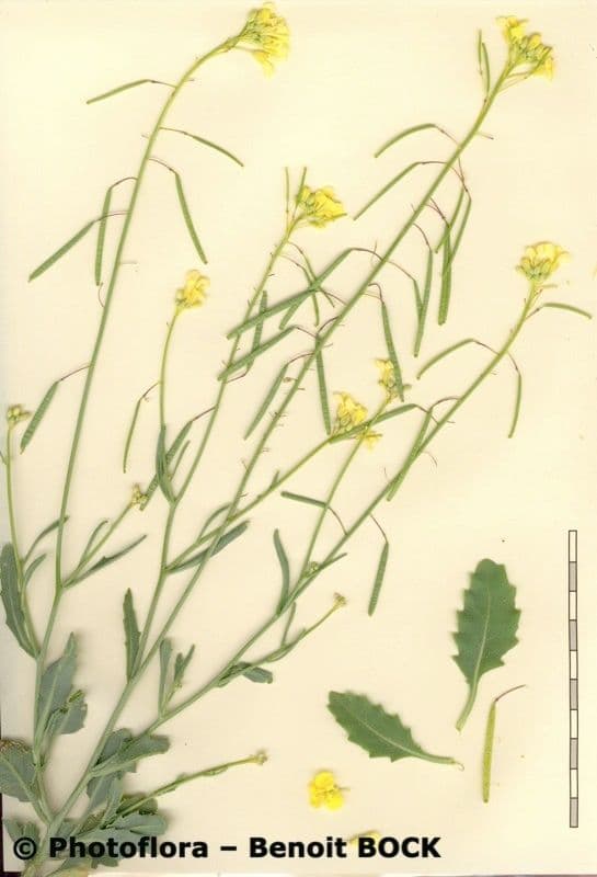 Diplotaxis harra 25