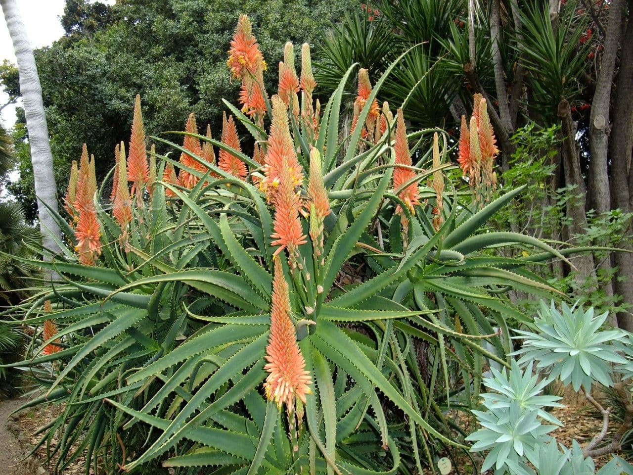 Baum-Aloe 15