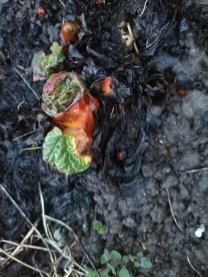 Rabarbaro da giardino 5