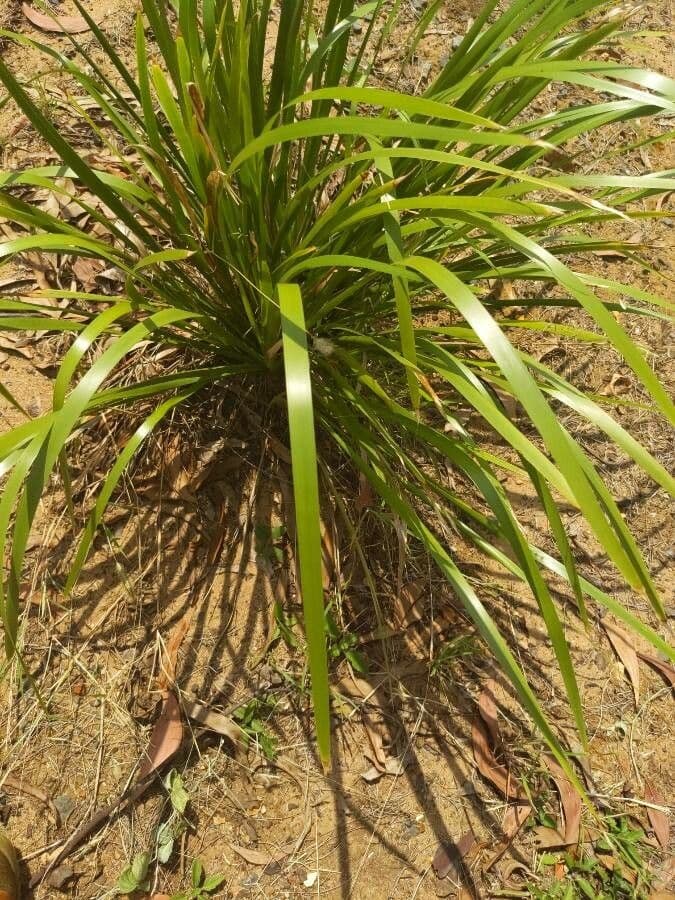 Lomandra 18