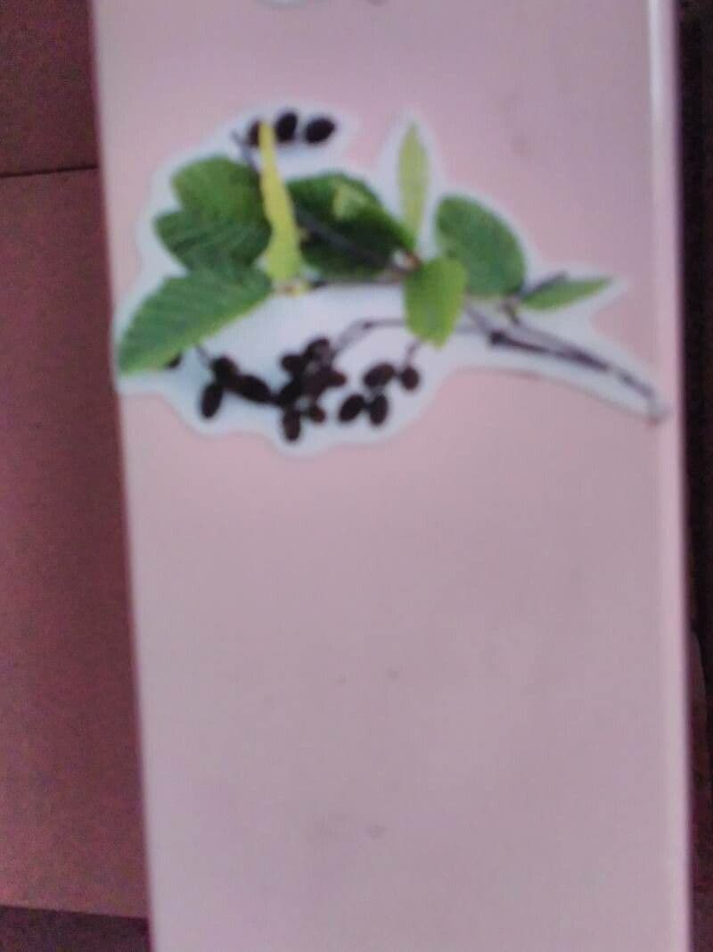 Kriechmyrte