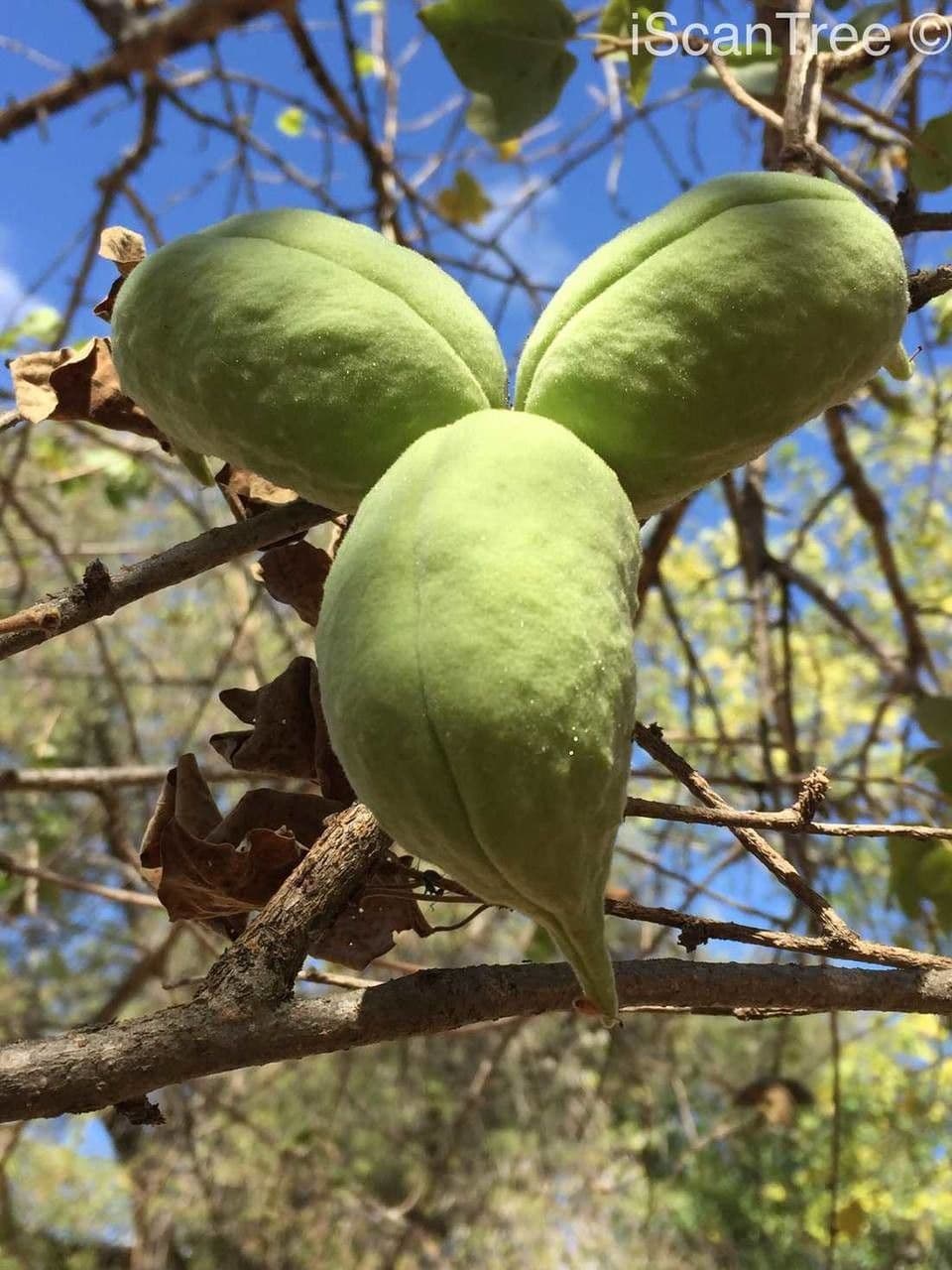 Sterculia 3