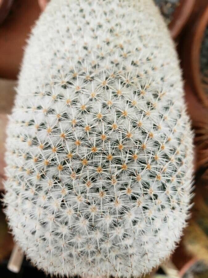 Mammillaria 6