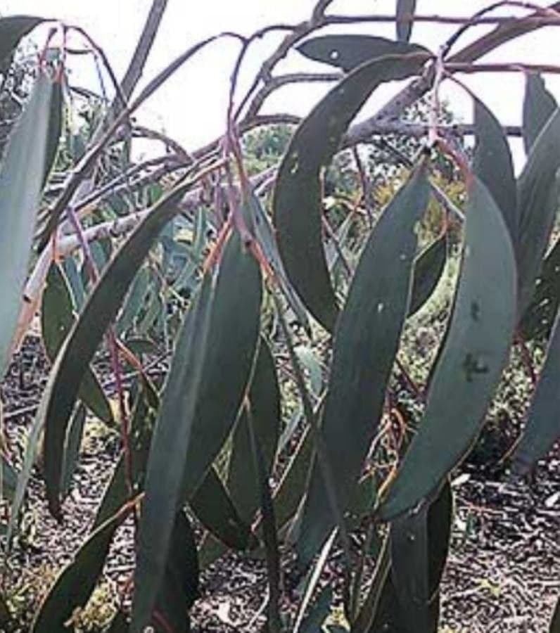 Eucalipto 2