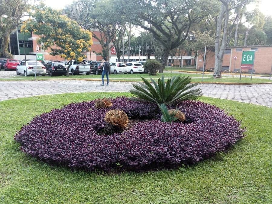 Alternanthera Brasiliana 14