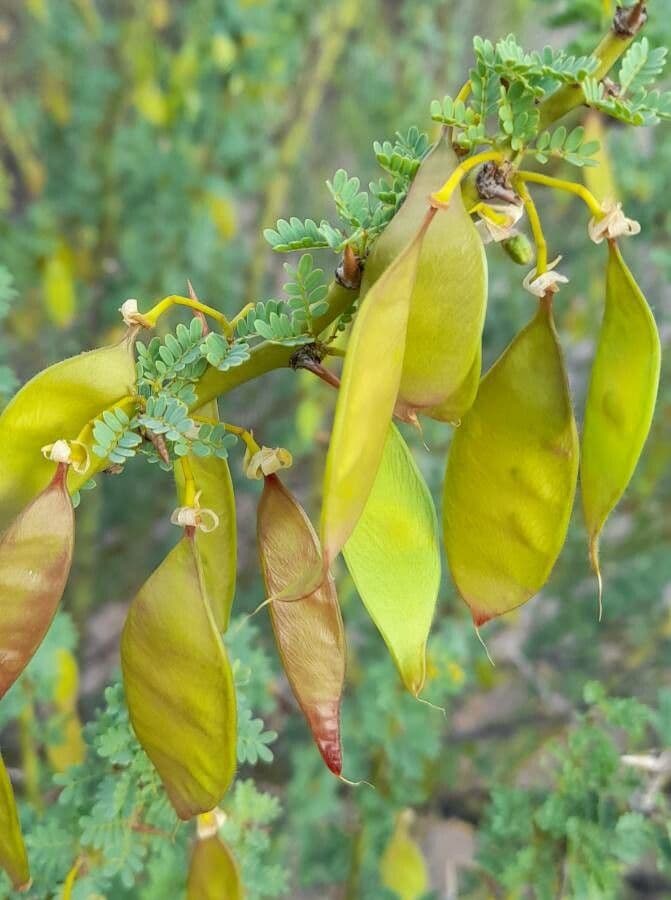 Parkinsonia praecox
