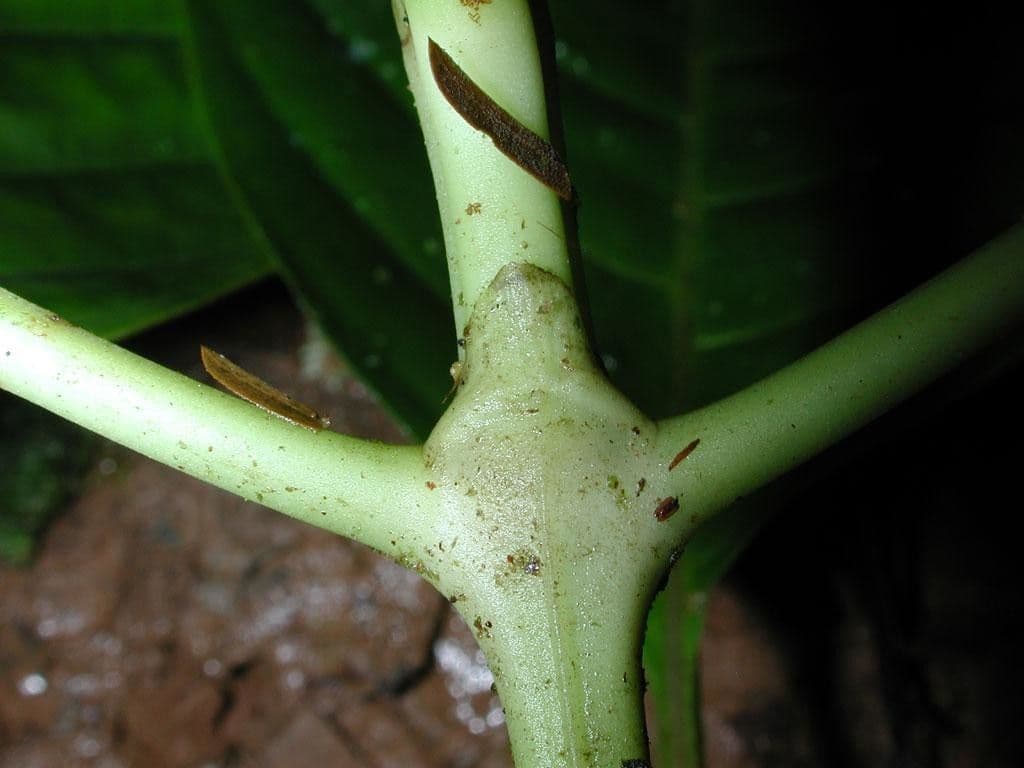 Palicourea 18