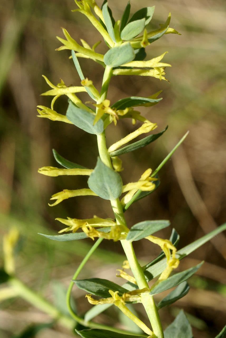 Thymelaea sanamunda 17