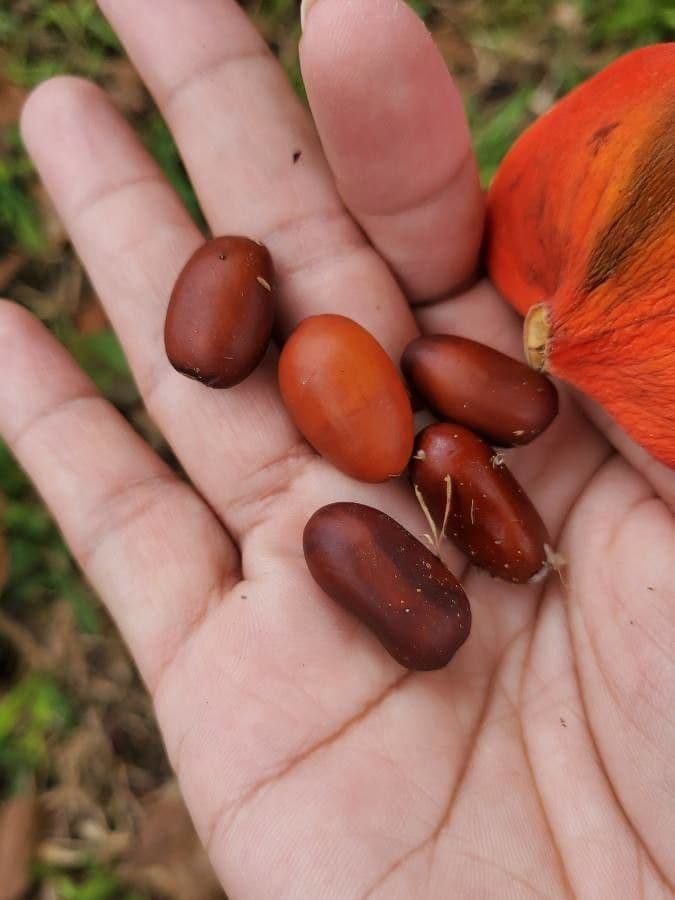 Sterculia 2
