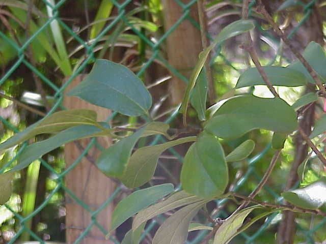 Floridaschwanz 8