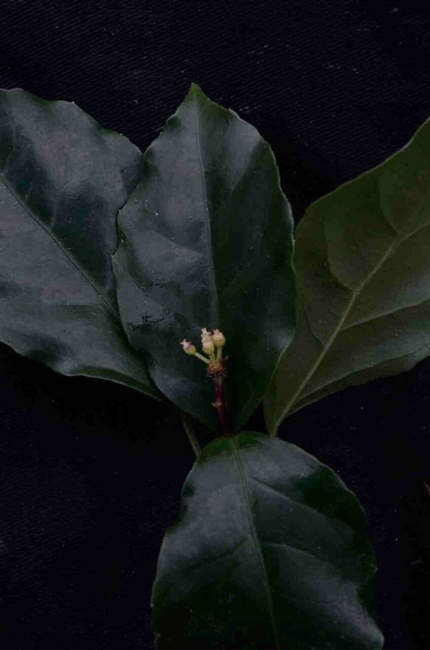 Dendropanax 6