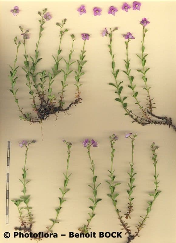 Veronica fruticulosa 21