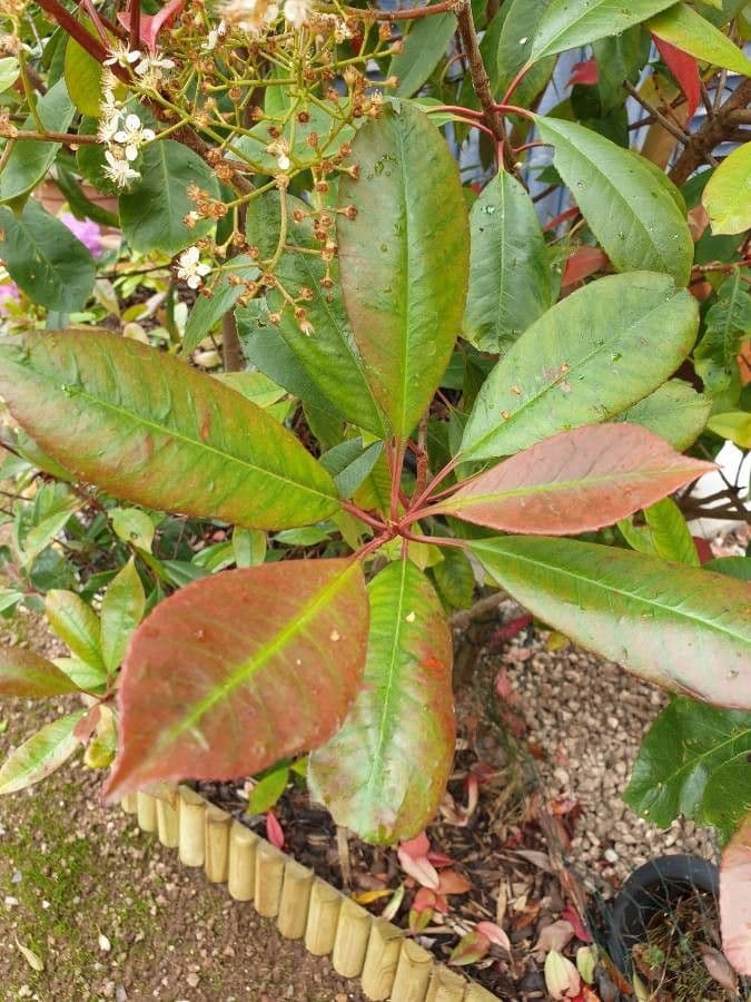 Photinia serrata 19