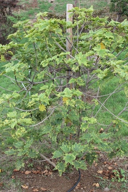Dombeya 14